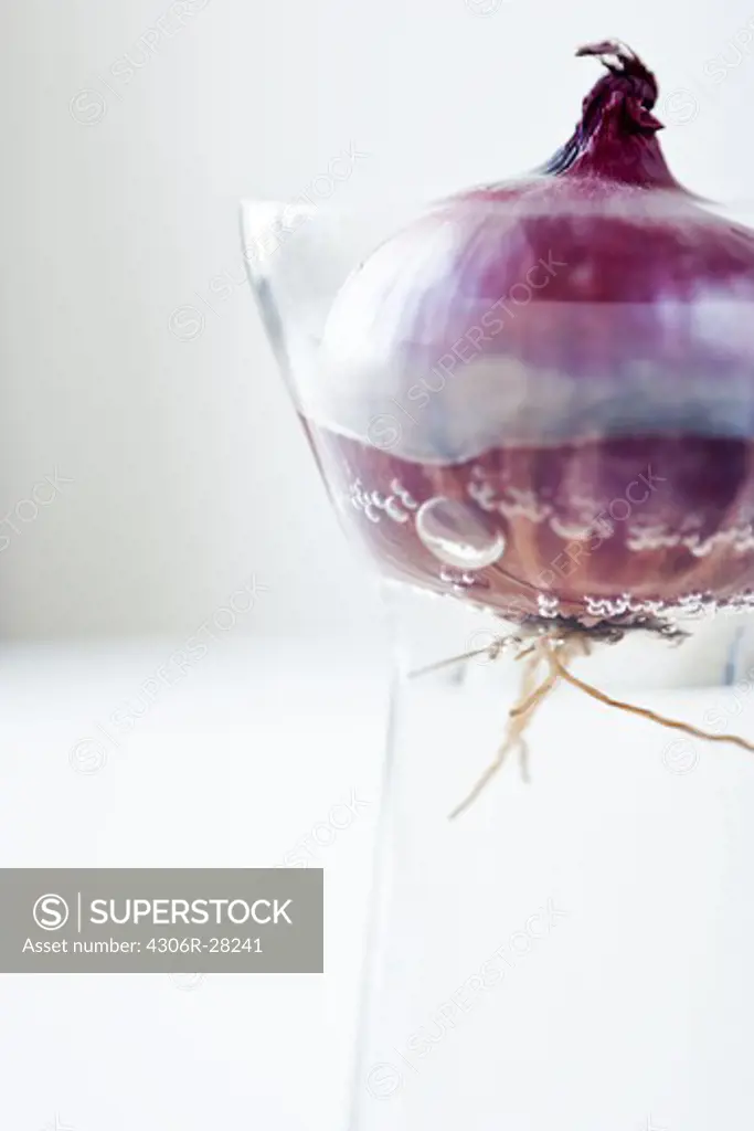 Red onion in glass of water