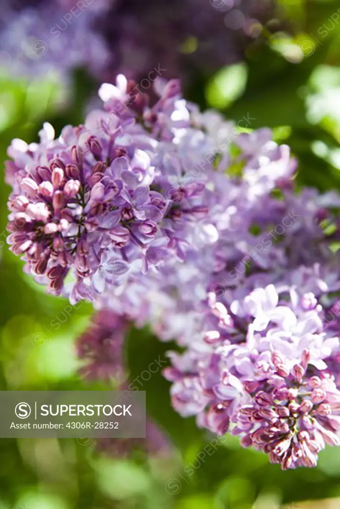 Close-up of lilac