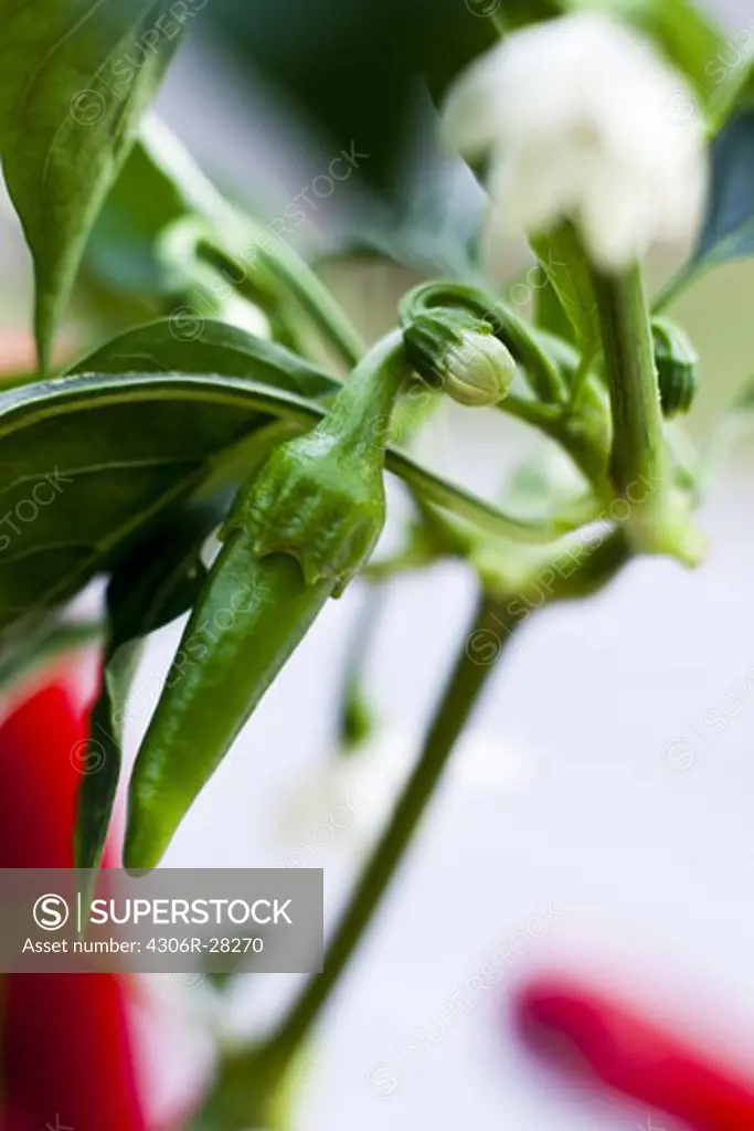 Close up of chili pepper