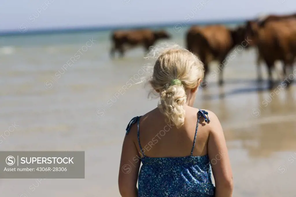 Blonde girl looking at cows on beach