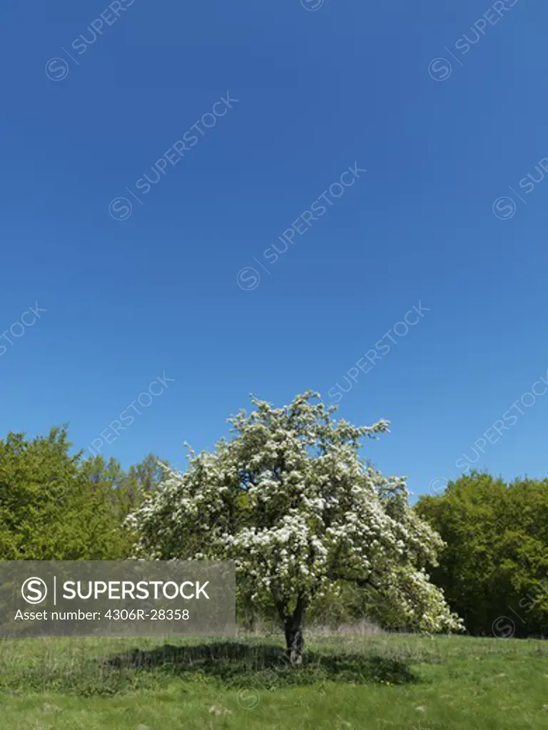 Landscape with tree and clear sky