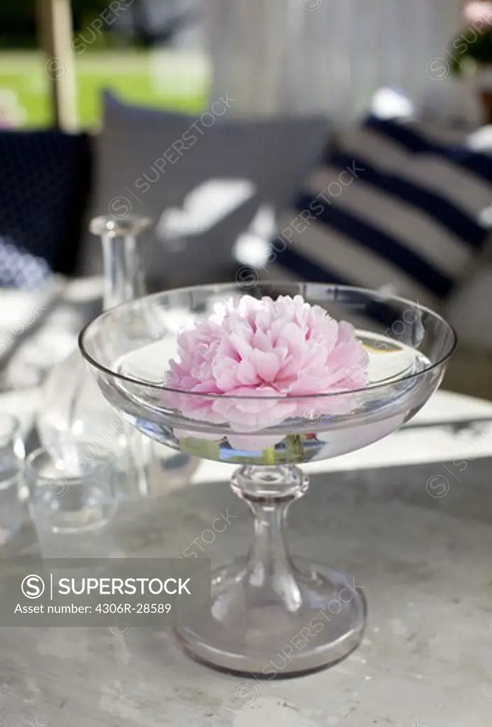 Single flower floating in glass with water, still life