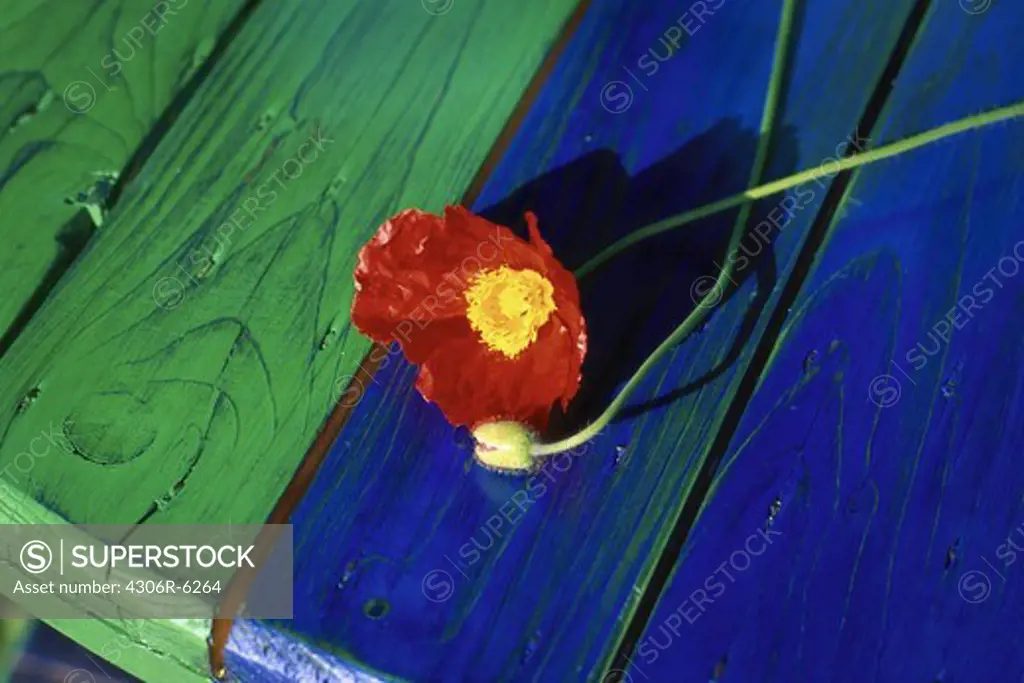 Single red poppy flower on blue and green table