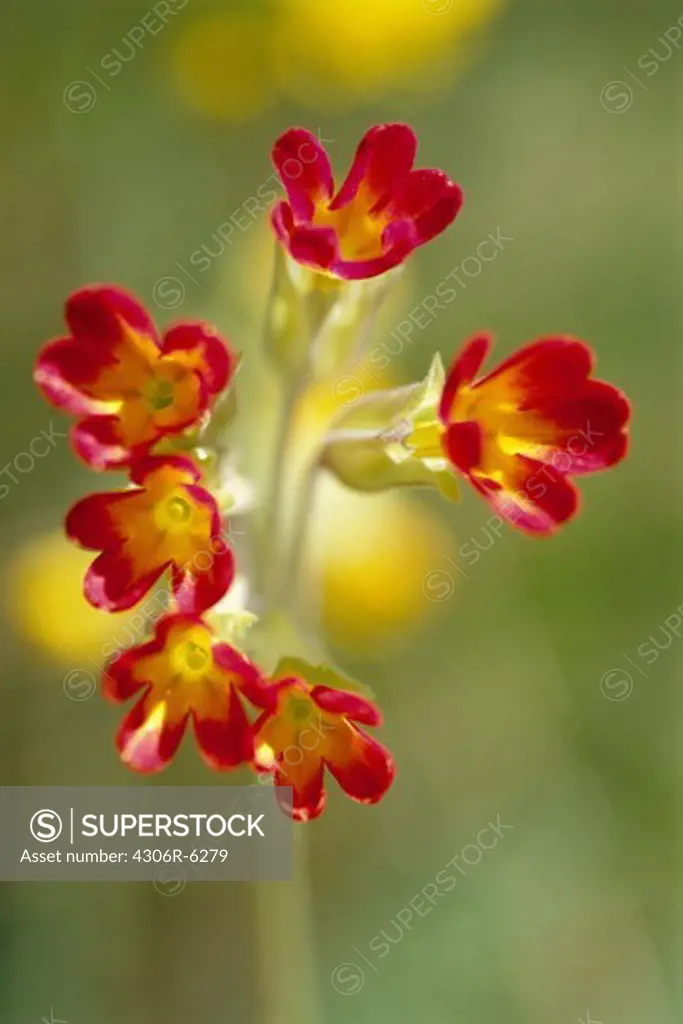 Close-up of red cowslip flowers