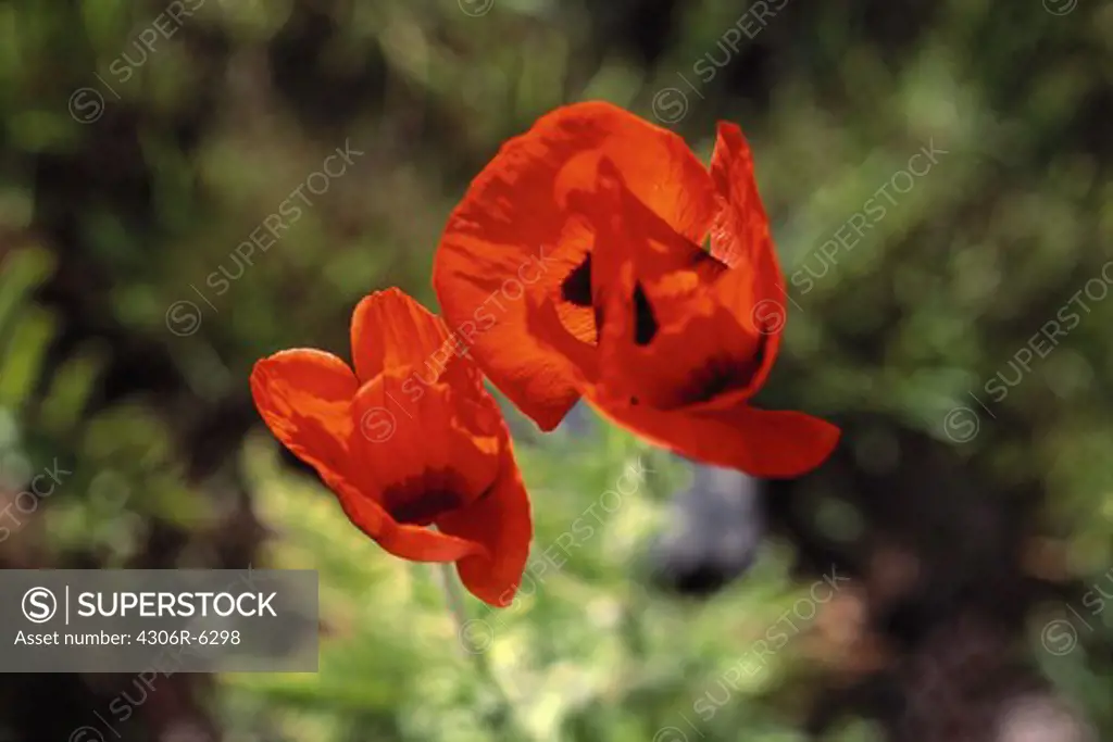 Heads of two red poppy flowers in meadow