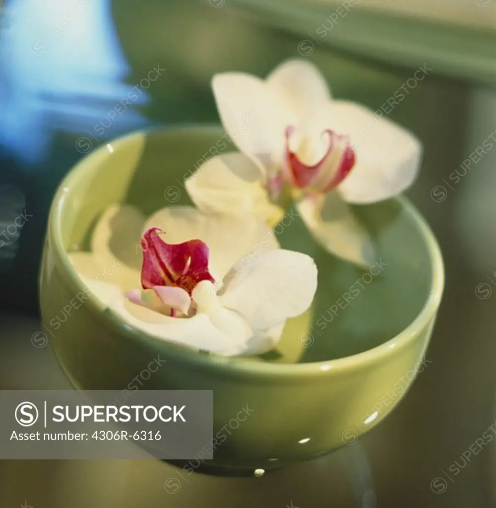 Two white orchid flowers in bowl