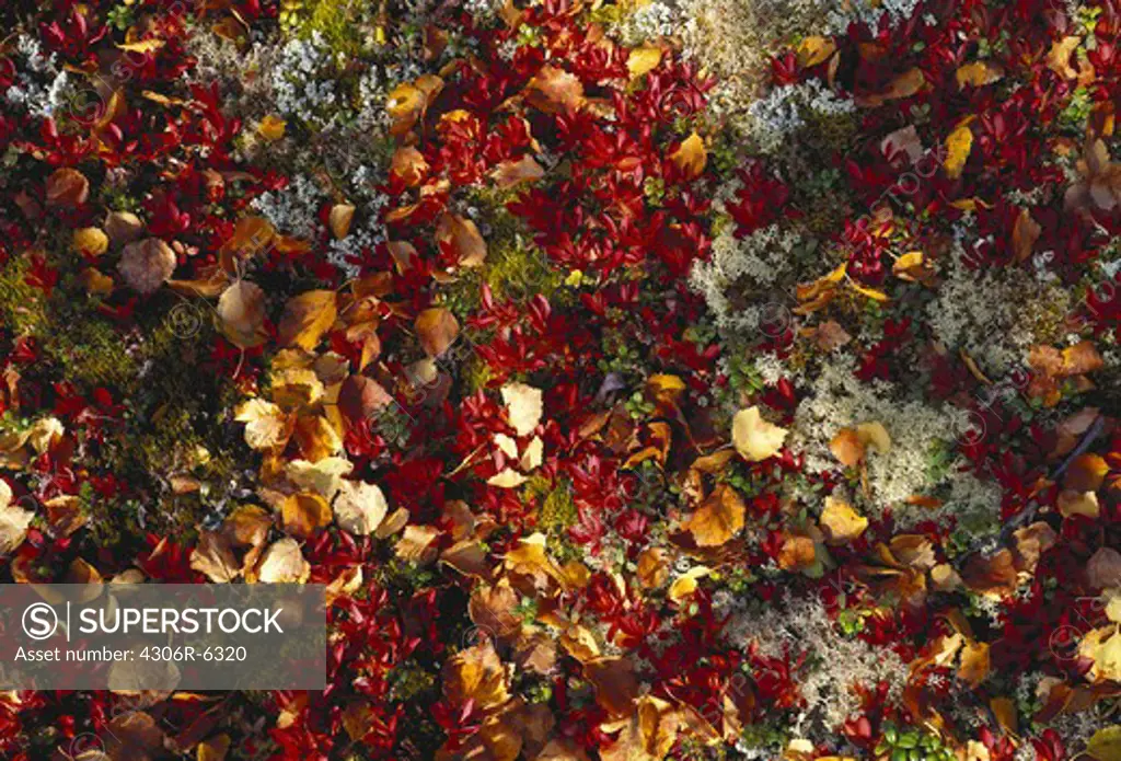 Multicoloured autumn leaves, full frame