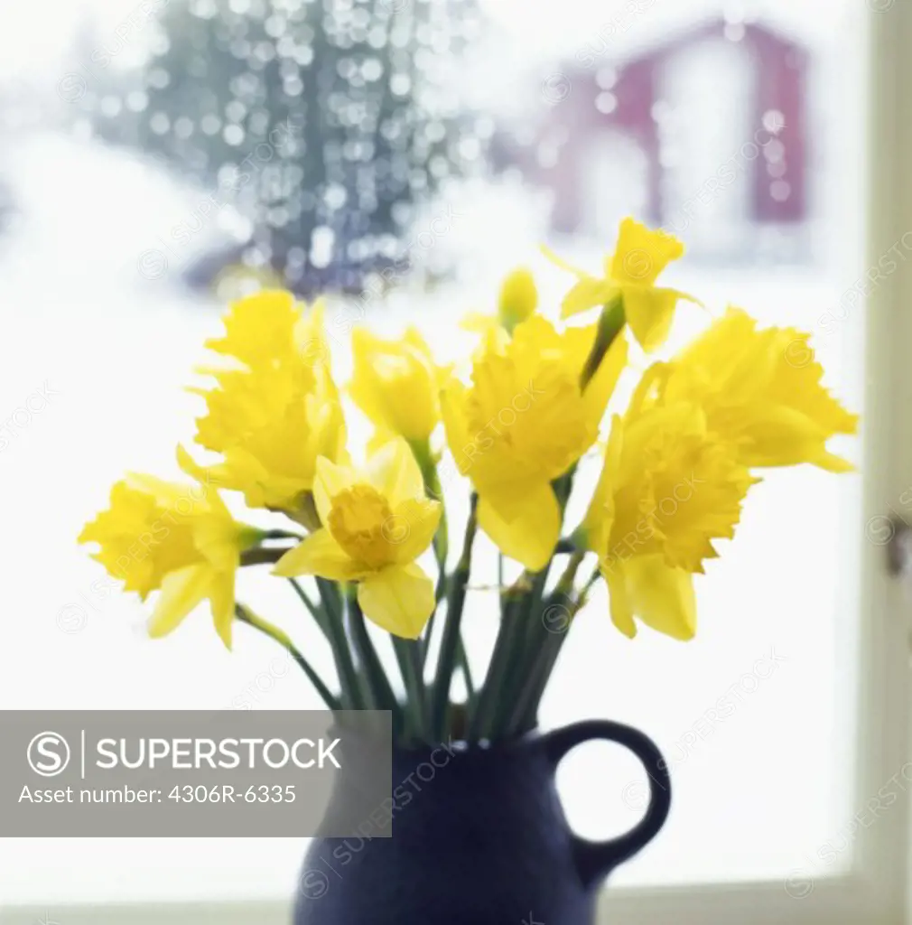 Yellow daffodil flowers in vase against window at Easter