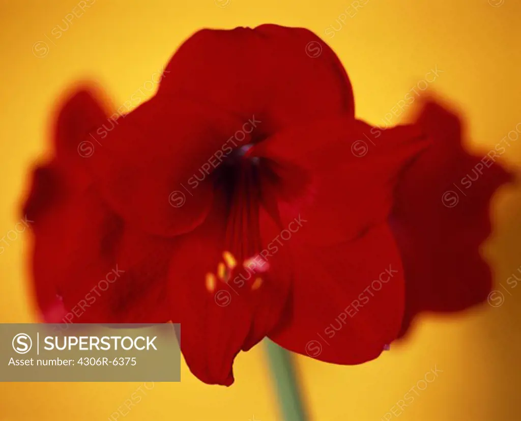Red flower against yellow background, close-up