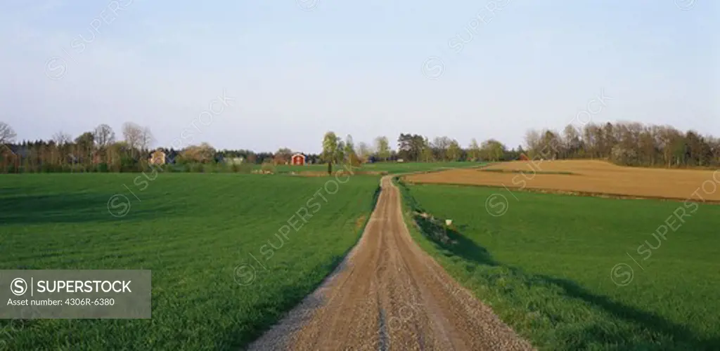 View of narrow gravel road between lush fields