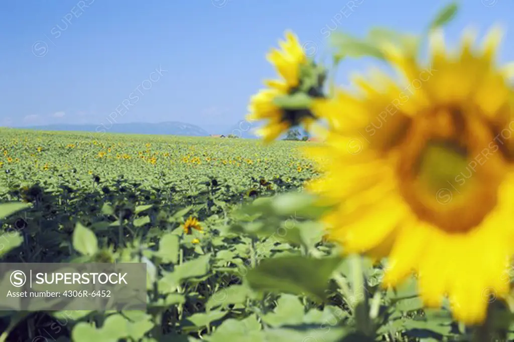 Close-up of sunflower with field in background