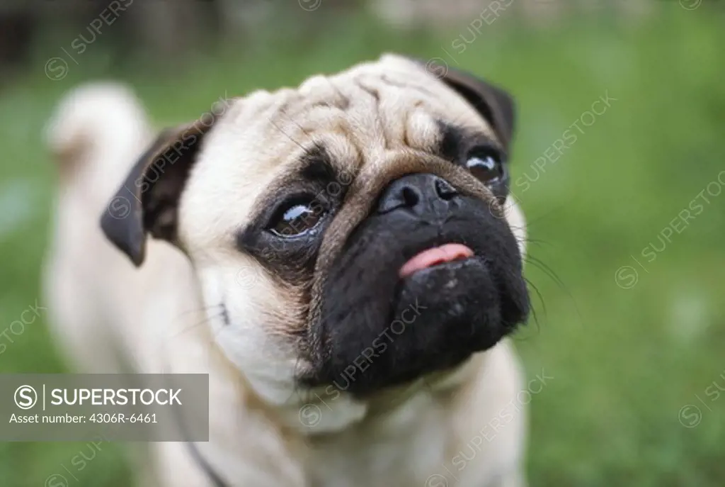 Close-up of pug dog sticking out tongue