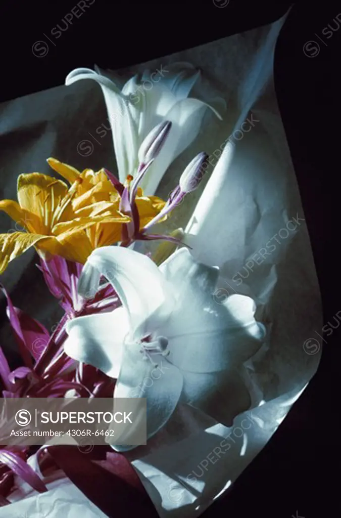 Multicoloured lily flowers wrapped in paper