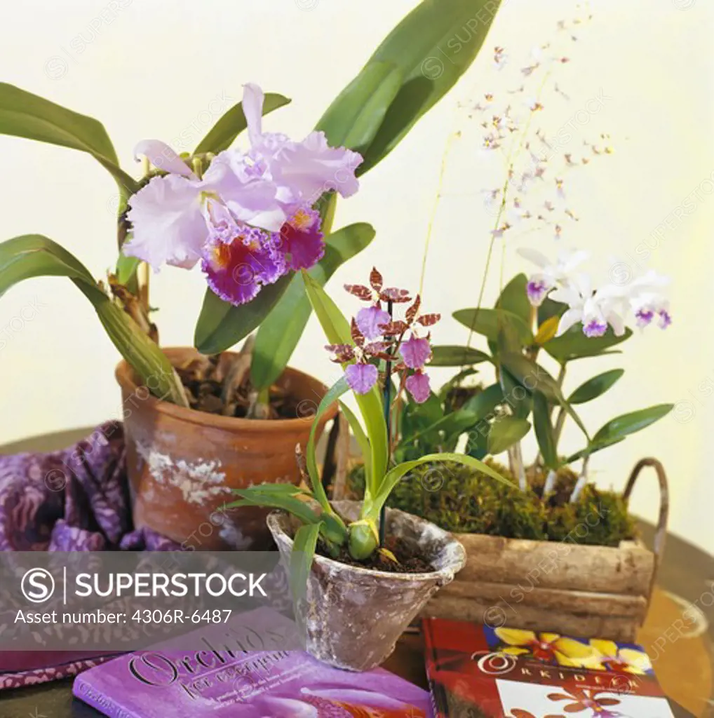 Orchid plants and books on wooden table