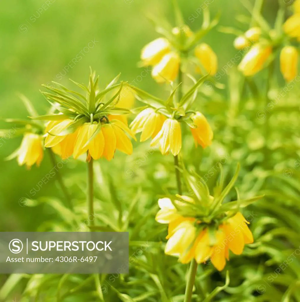 Yellow flowers with green leaves in meadow