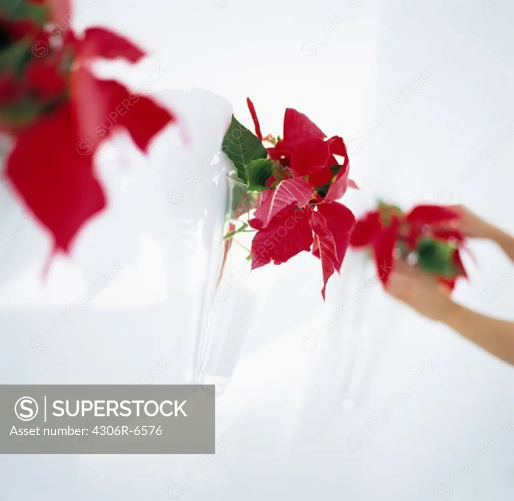 Red poinsettia flowers in glass vases at Christmas