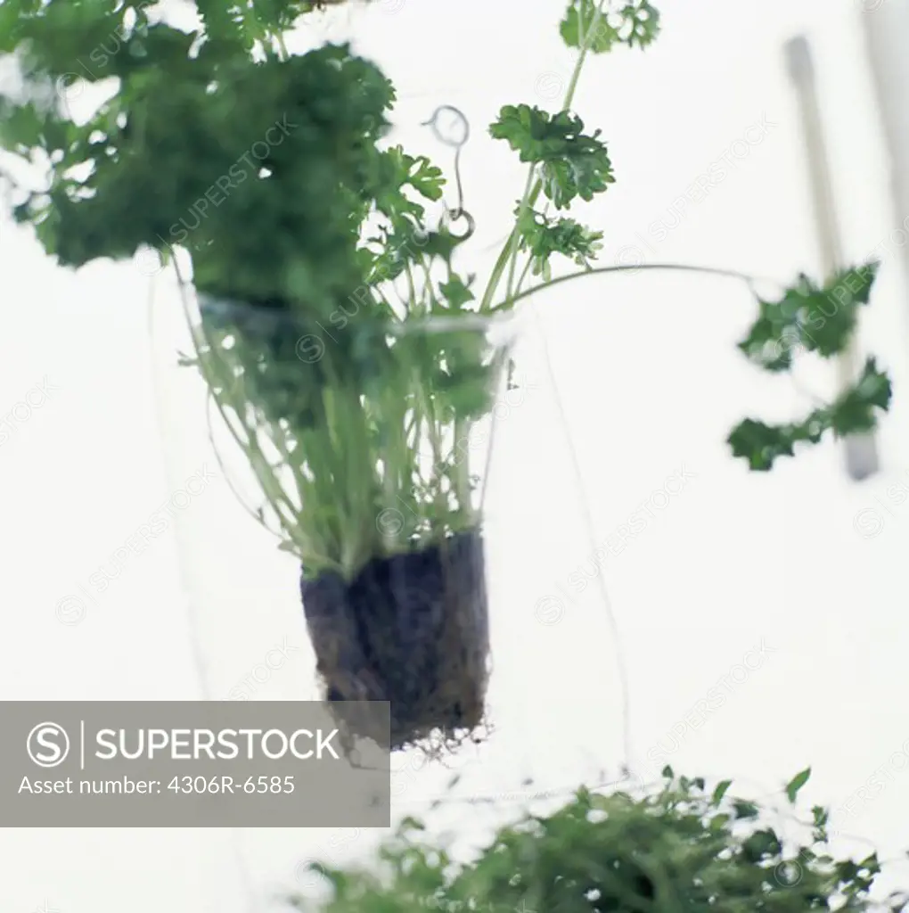 Close-up of green herb plant with roots