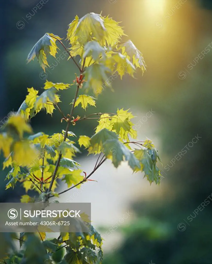 Branch of green leaves in forest