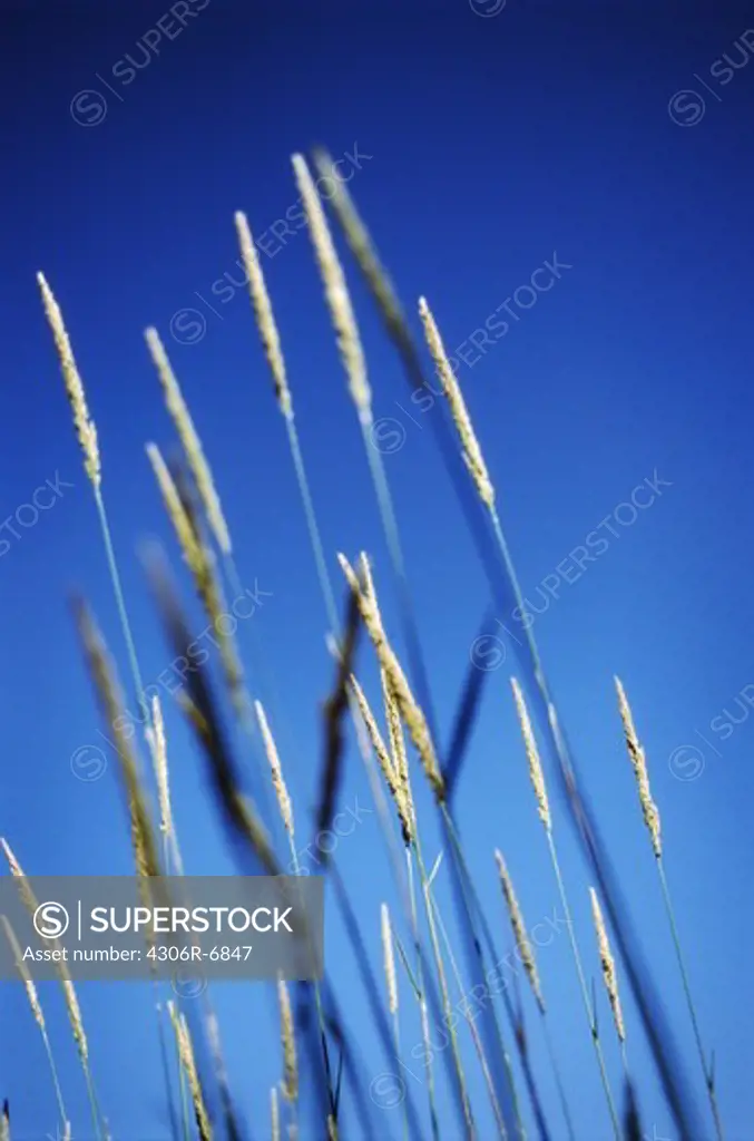 Grain in field with clear blue sky in background