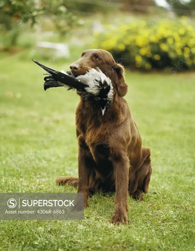 Hunting dog holding bird in mouth