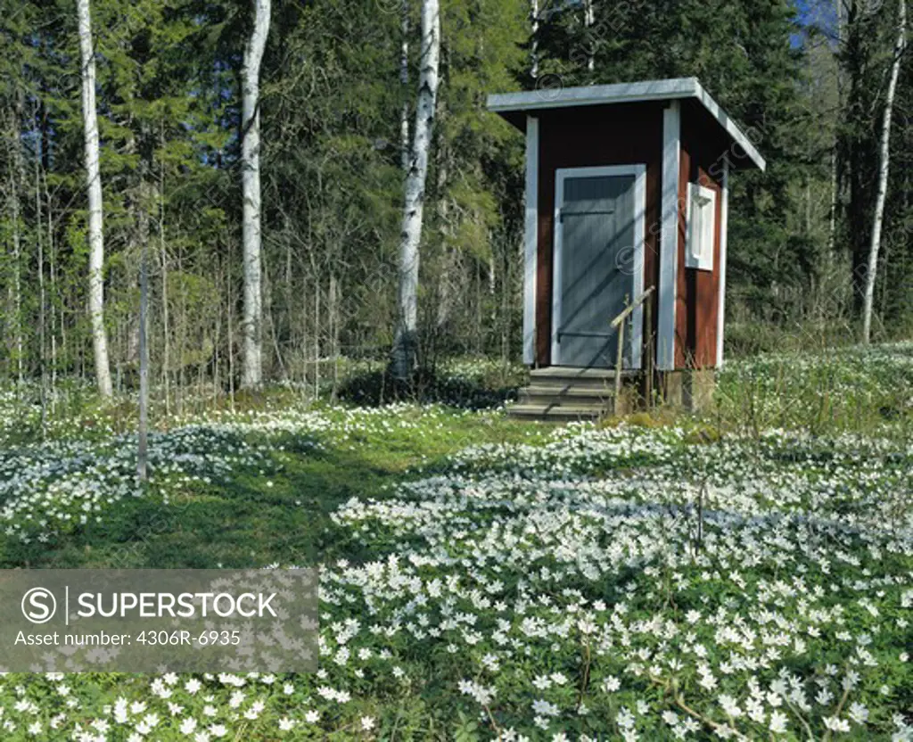 Outhouse in forest with bed of anemone flowers in foreground