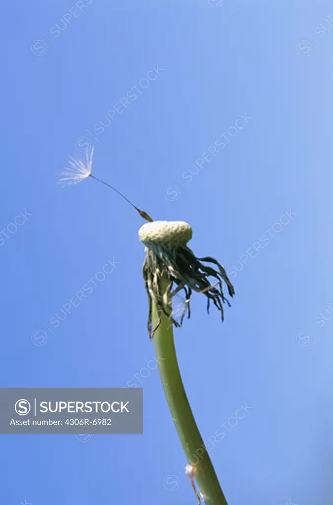 Withered dandelion flower against blue sky