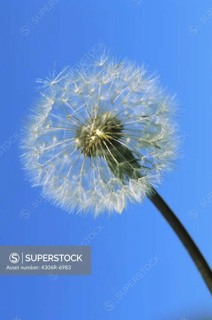 Dandelion flower against blue background