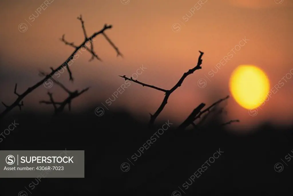 Silhouette of bare branches at sunset