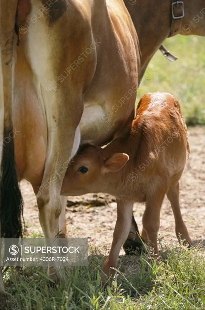 Calf udder feeding