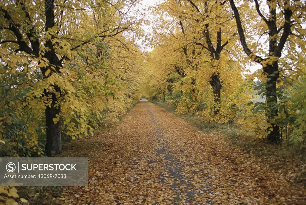 Autumn leaves falling on treelined avenue road