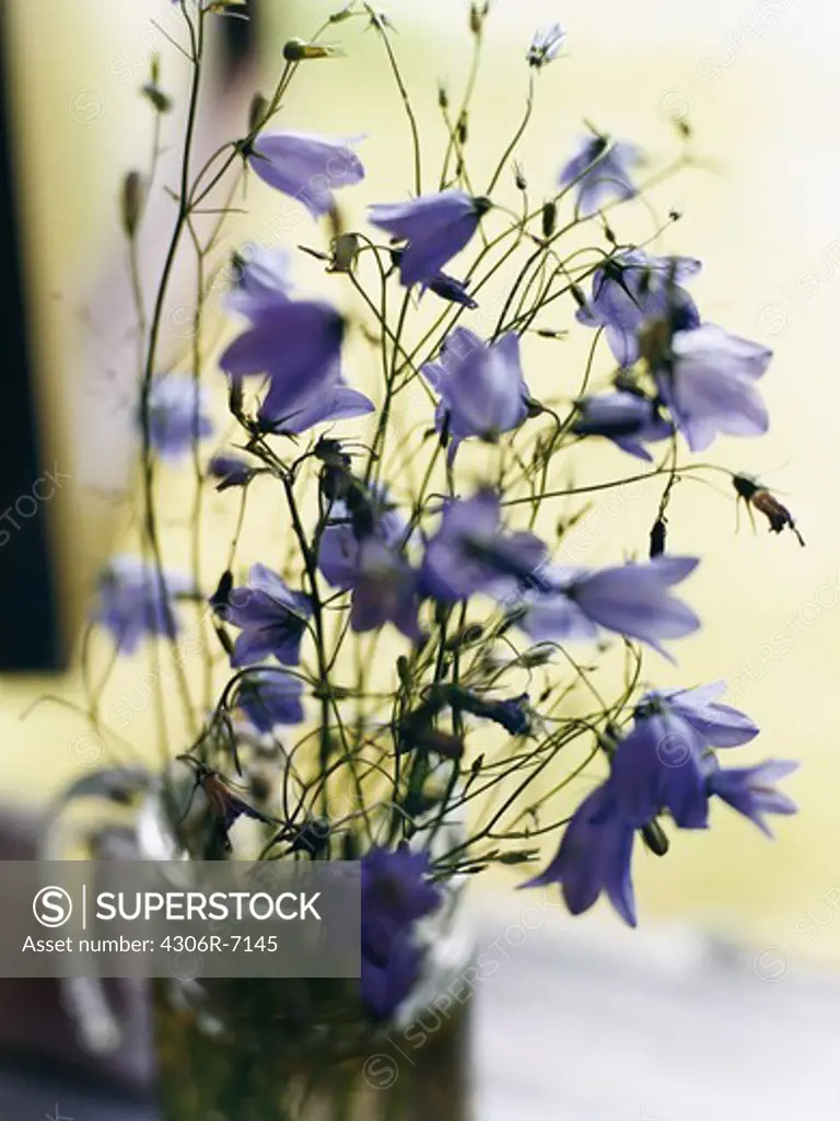 Purple bellflowers in vase, close-up