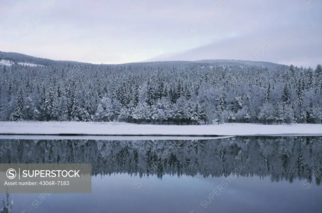 Calm lake with forest in winter