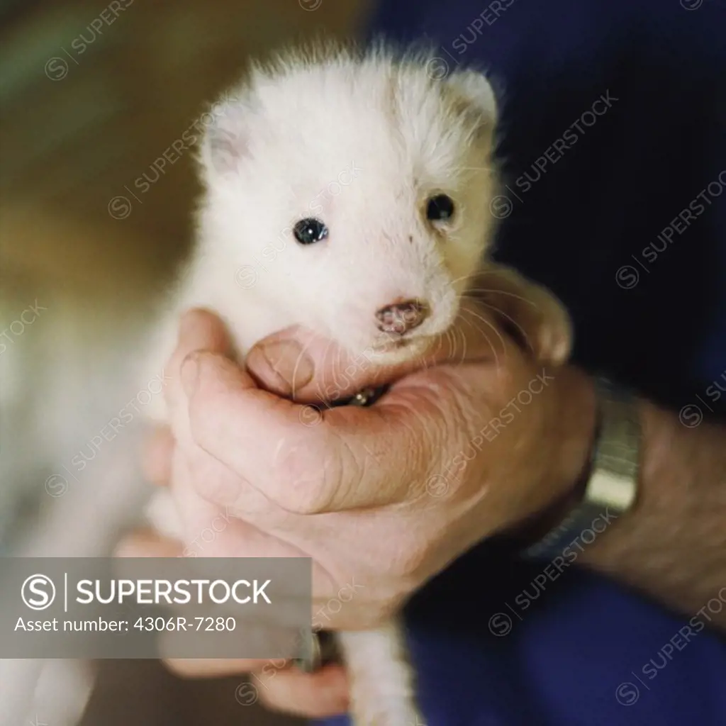 Man holding newborn fox cub