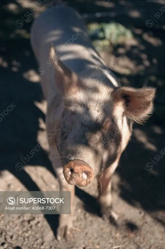 Shadow of trees falling on pig