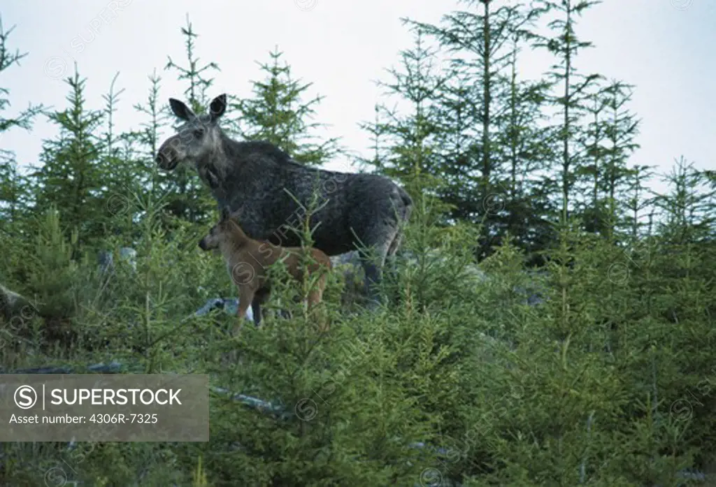 Elk and calf standing in conifer forest