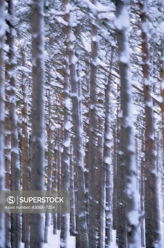 Snow covered tree trunks in forest
