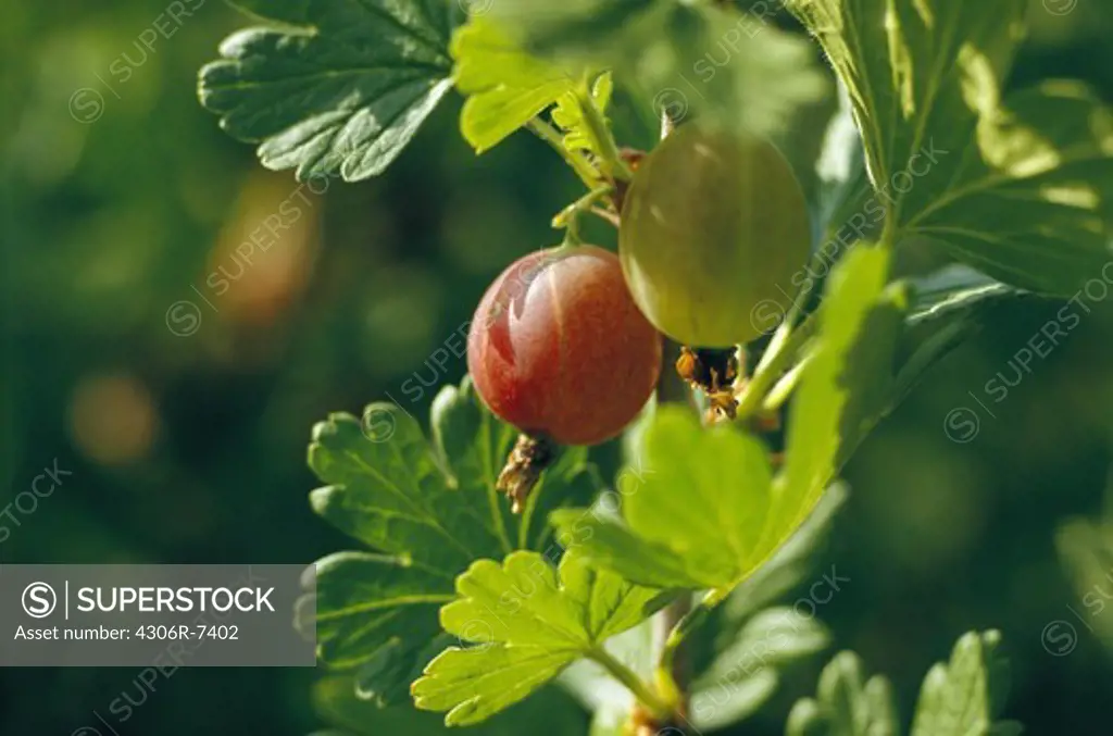 Red and green gooseberries on branch