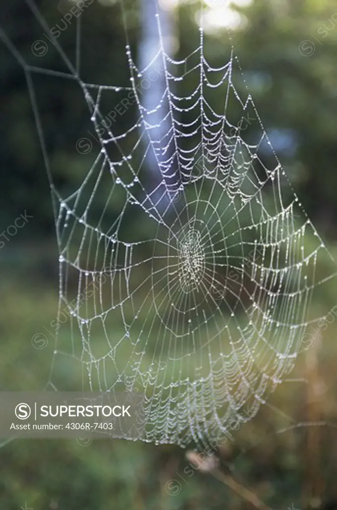 Cobweb in forest, close-up