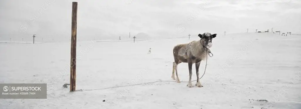Reindeer tied to pole in snow covered landscape
