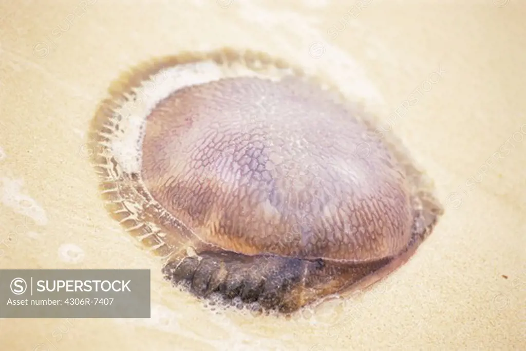Close-up of brown jellyfish on sand