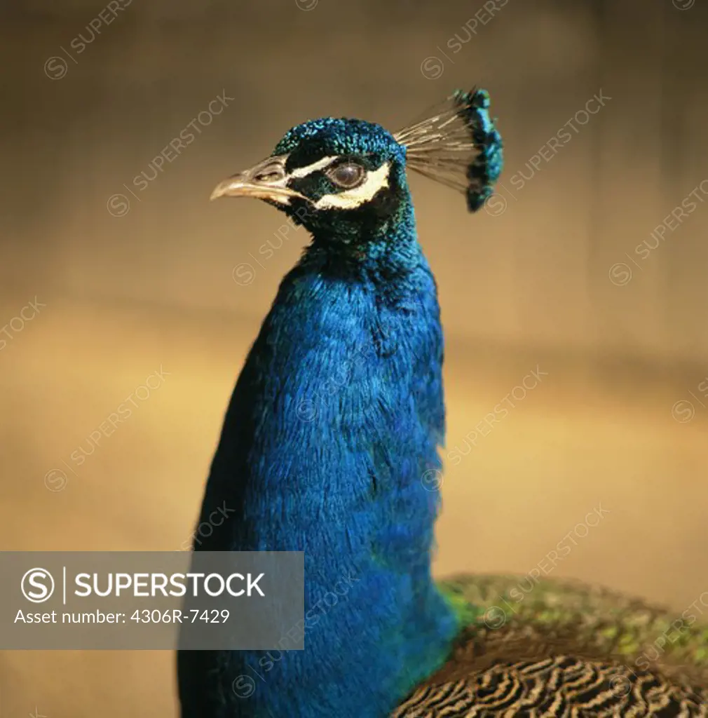 Head of blue peacock with crest, close-up