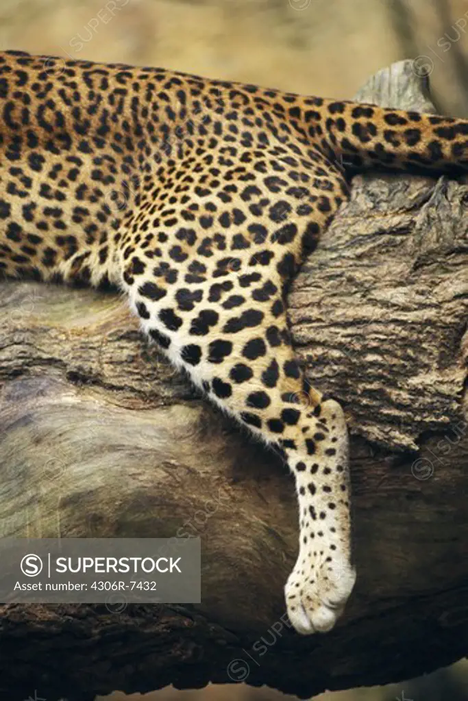 Leopard lying on tree trunk, close-up