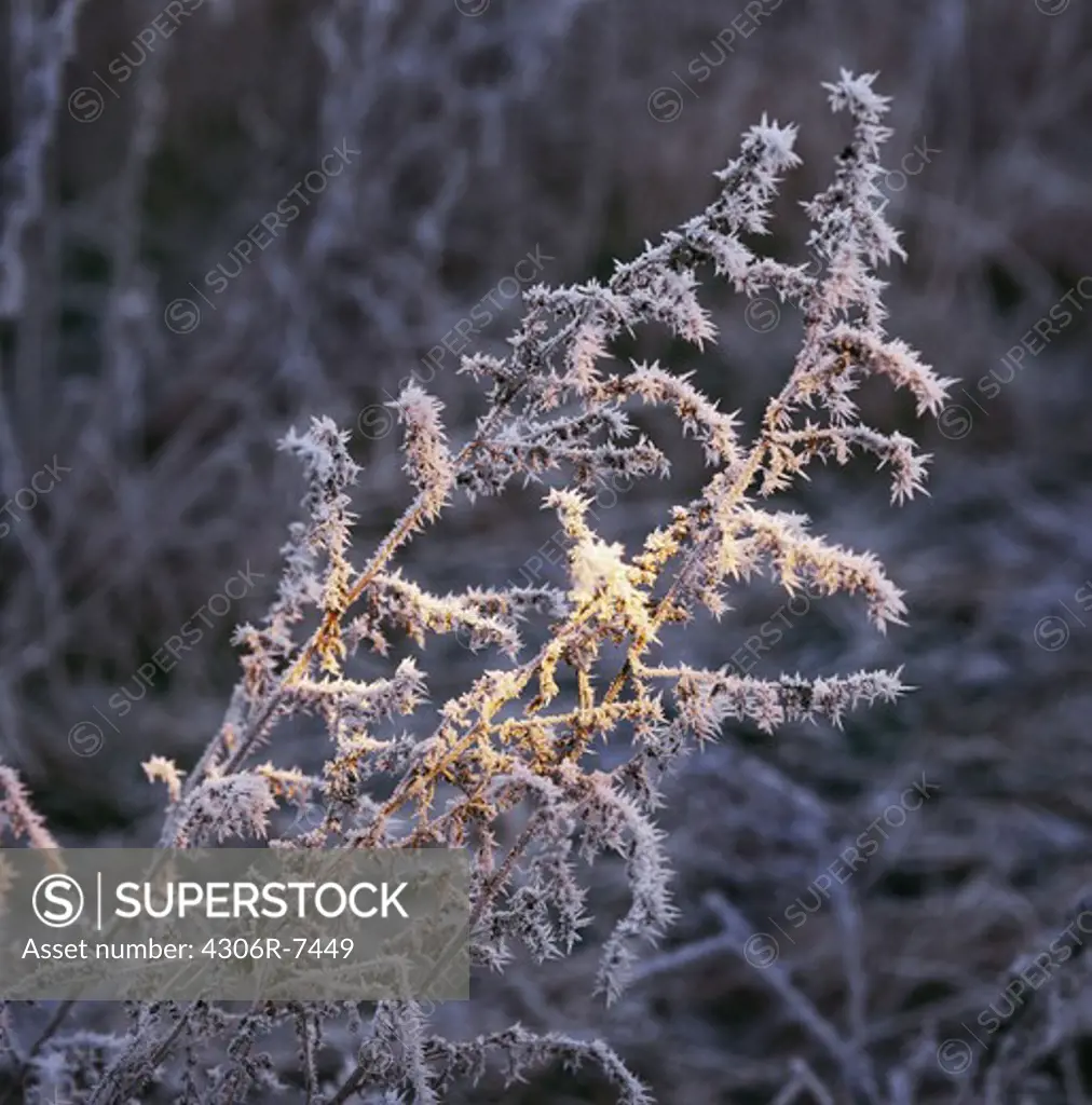 Close-up of frost covered plant