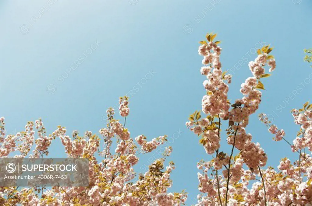 Cherry blossom on tree branch against blue sky