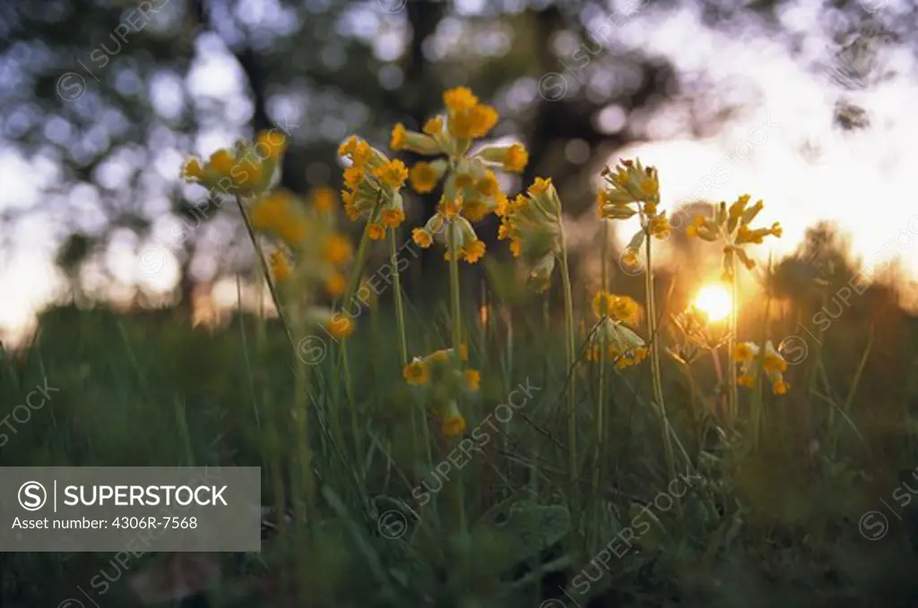 Cowslip flower at sunset, close-up