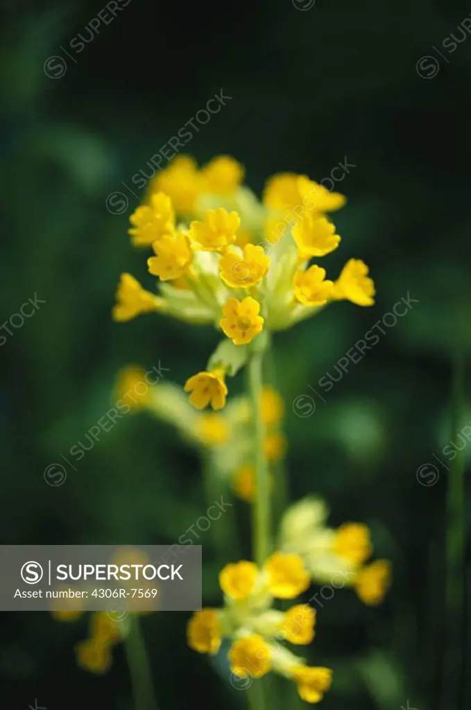 Yellow cowslip flowers, close-up