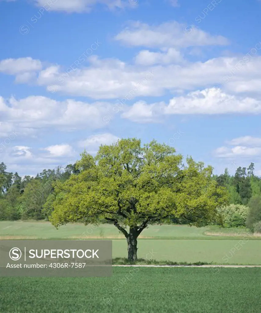 Deciduous tree in cultivated field