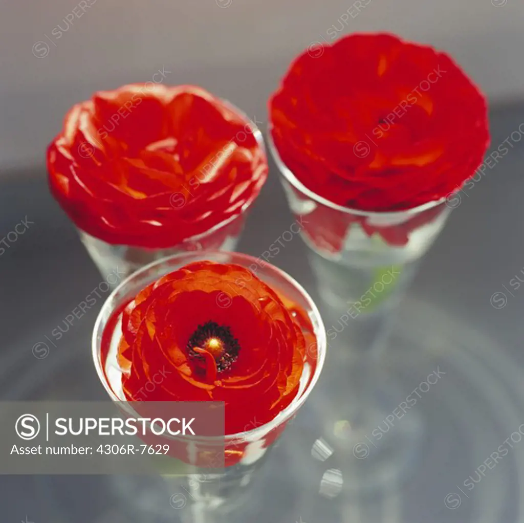 Red persian buttercup flowers in glass vases