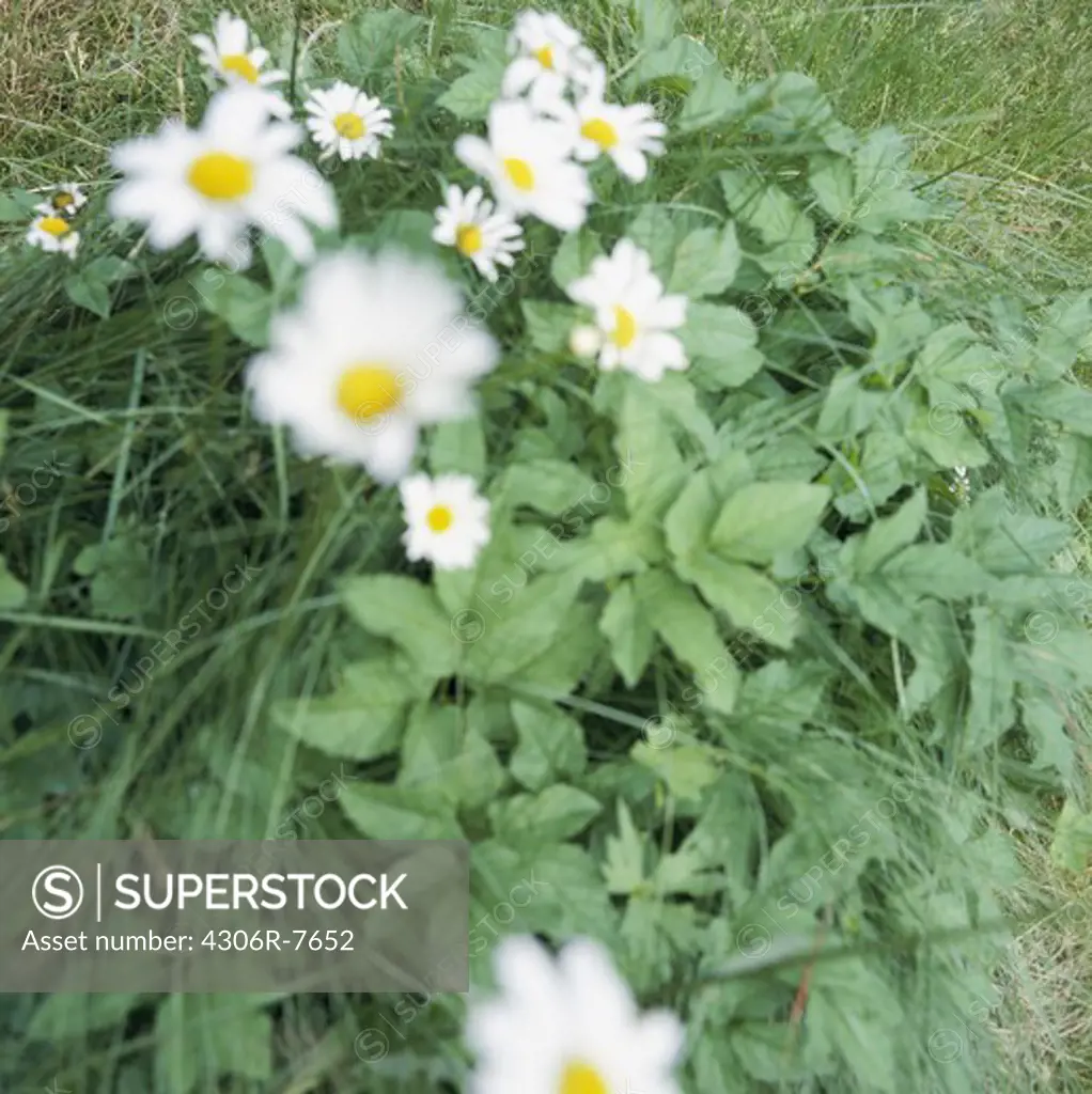 White ox-eye daisy flowers with green leaves, close-up