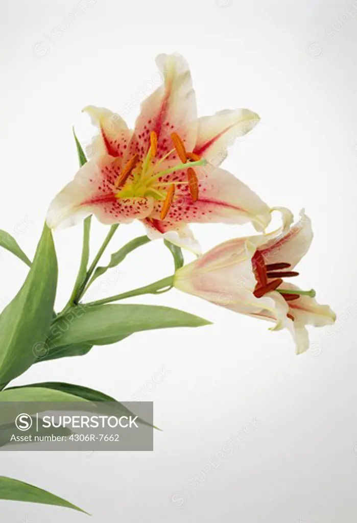 Lily flowers with leaves against white background